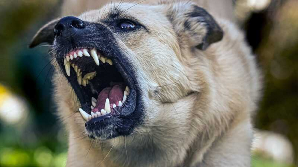 В Краснодаре резвая собака напала на мальчика в лифте и укусил его за лицо